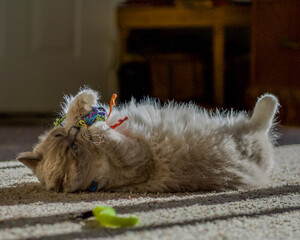 Ragdoll kitten playing and relaxing in the sunlight 