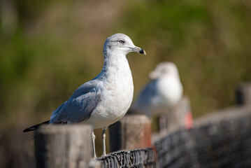 California Seagulls, Closeup Views, Standing, Flying, Stretching, Common Seagull, Santa Barbara