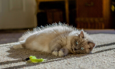 Ragdoll kitten playing and relaxing in the sunlight 