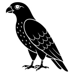 hawk