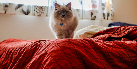 Ragdoll kitten playing and relaxing in the sunlight 