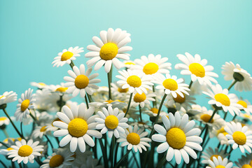 Fototapeta premium Chamomile flowers on blue backgroun, 3d illustration, generated ai