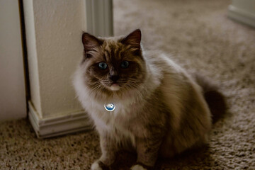 Ragdoll kitten playing and relaxing in the sunlight 