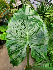 Beautiful dark green and large shiny leaf of Alocasia Serendipity