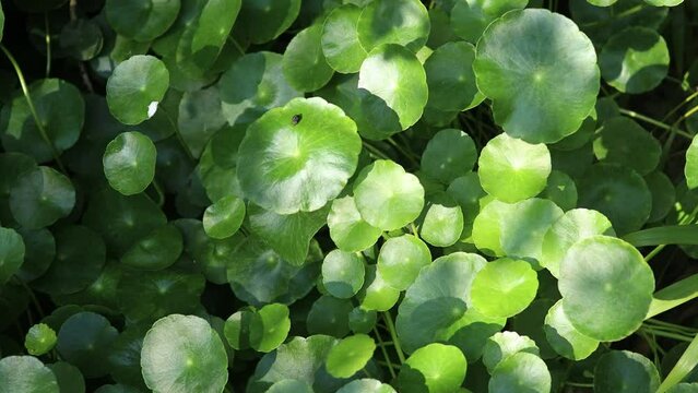 Gotu kola tree or Asiatic pennywort or Indian pennywort
