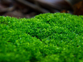 Fresh green moss for nature background