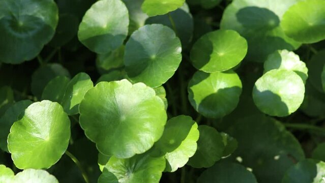 Gotu kola tree or Asiatic pennywort or Indian pennywort
