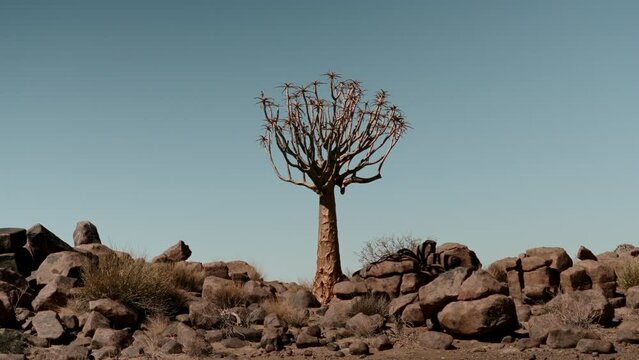 Exotic baobab tree in the desert.