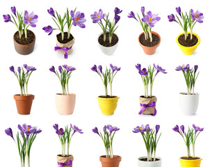 Collage of beautiful crocus plants isolated on white