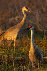 Fototapeta premium A pair of sandhill cranes (Grus canadensis) at sunset in Sarasota, Florida