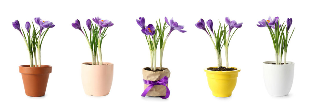 Collection of beautiful crocus plants isolated on white
