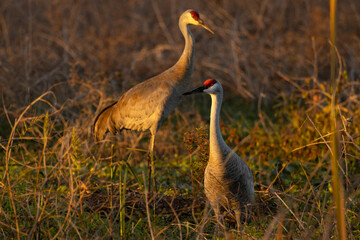 A pair of sandhill cranes (Grus canadensis) at sunset in Sarasota, Florida
