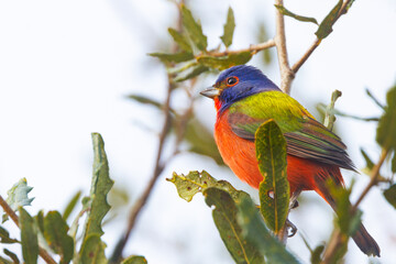 A male painted bunting (Passerina ciris) in a tree in Sarasota, Florida