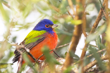 A male painted bunting (Passerina ciris) in a tree in Sarasota, Florida