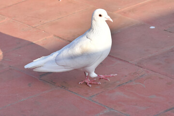 white pigeon on the ground