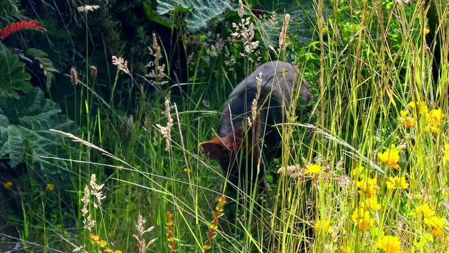 Pud&uacute; Patagonian native animal, eats grass in Tepuhueico park, Chilo&eacute; forest area Chile