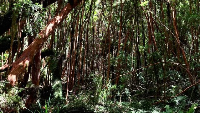 Tepuhueico Landscape inside Vine Forest, unexplored Sendero Catedral de Arrayanes Park forest area