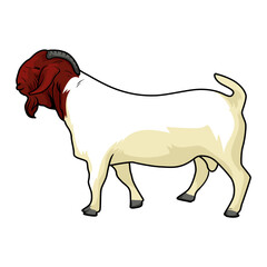 Boer goat buck, a breed of goat that was developed in South Africa in the early 1900s and is a popular breed for meat and milk production, with its typical beard brown and white body and curved horns