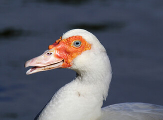White muscovy duck bird with its beak open sitting next to the water