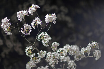 수원 수원화성벚꽃