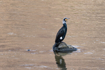 Water bird, cormorant, stand on the stone