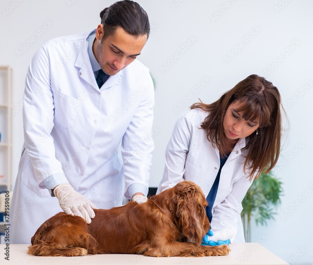 Wall mural Vet doctor examining golden retriever dog in clinic