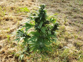 plants in the garden