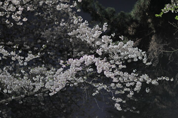 수원 수원화성벚꽃