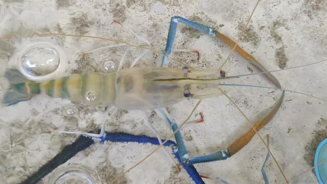 Close-up Giant freshwater prawn  is raised in concrete ponds
