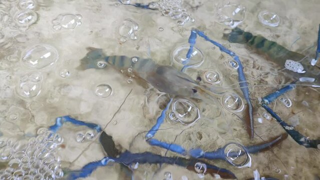 Close-up Giant freshwater prawn  is raised in concrete ponds
