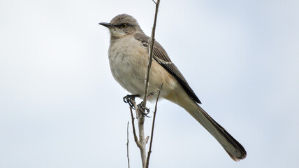 Fototapeta premium Mockingbird