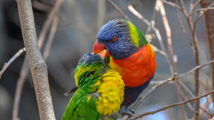 Parrots