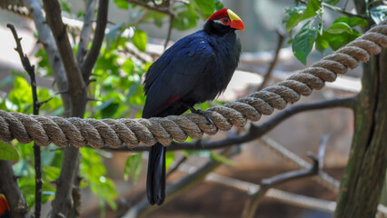 Turaco