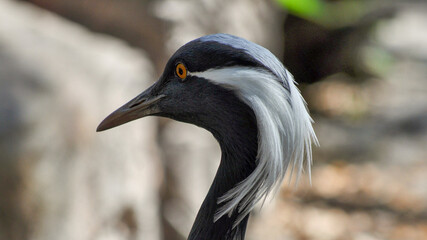Demoiselle crane