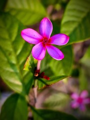 Kopsia Fruticosa or Pink Kopsia flower in garden. Beautiful pink color flower. 