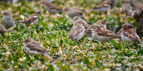 Sparrow