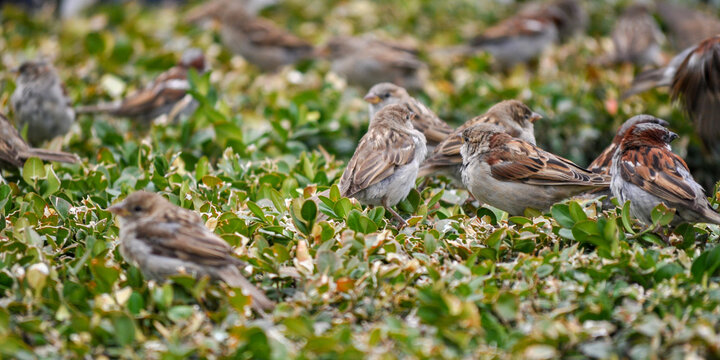 Sparrow