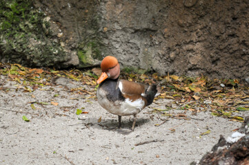 Pato