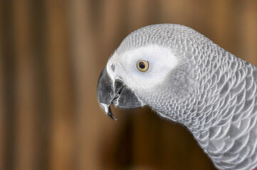 Parrots