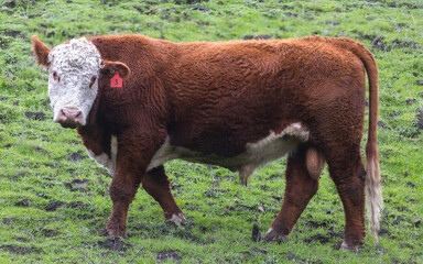 A Curious Brown and White Bull Cattle with an Ear Tag. Mission Peak Regional Preserve, Bay Area,...
