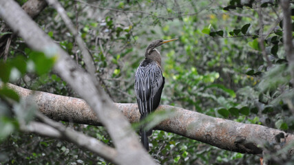 snake bird