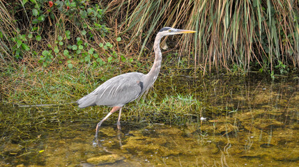 Great Blue Heron