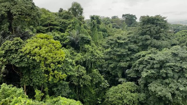 Green Trees At Mount Faber Park From Cable Car In Singapore. - POV shot
