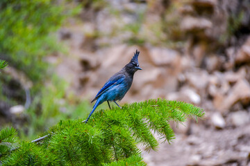 Blue Jay chick