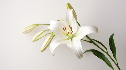 Fototapeta na wymiar Lilies in bloom on a white background