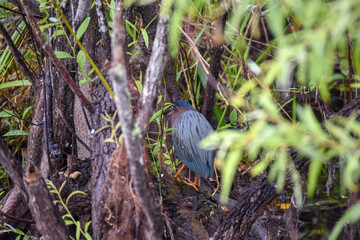 Great Blue Heron