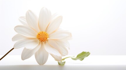 Fototapeta na wymiar flowers on white background