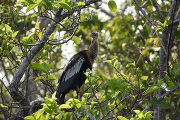 snake bird