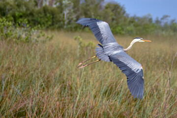 Great Blue Heron