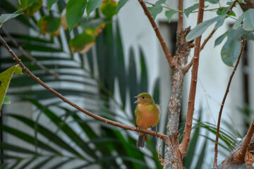Painted Bunting